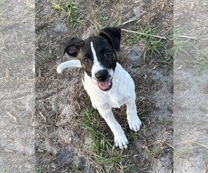 Labrador Retriever-Unknown Mix Dogs for adoption in Sanford, FL, USA