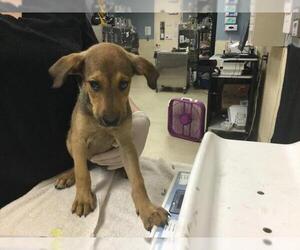 Doberman Pinscher-Unknown Mix Dogs for adoption in Riverside, CA, USA