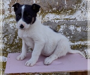 Border Collie-English Shepherd Mix Puppy for sale in FREDERICKSBRG, PA, USA