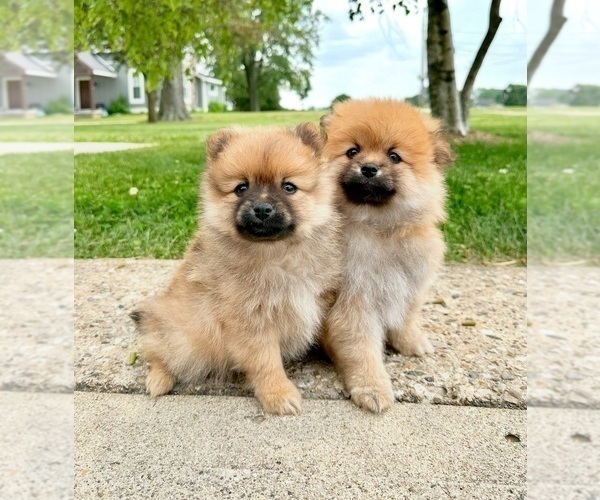 Medium Photo #6 Pomeranian Puppy For Sale in GREENFIELD, IN, USA