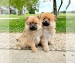 Small #5 Pomeranian