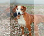 Small #2 Mountain Cur Mix