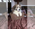Puppy Puppy 1 Eva Australian Shepherd