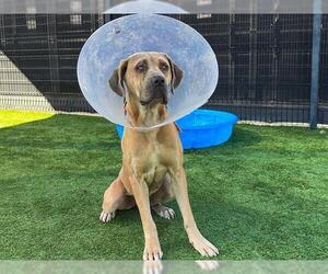 Mastiff-Unknown Mix Dogs for adoption in Orange, CA, USA