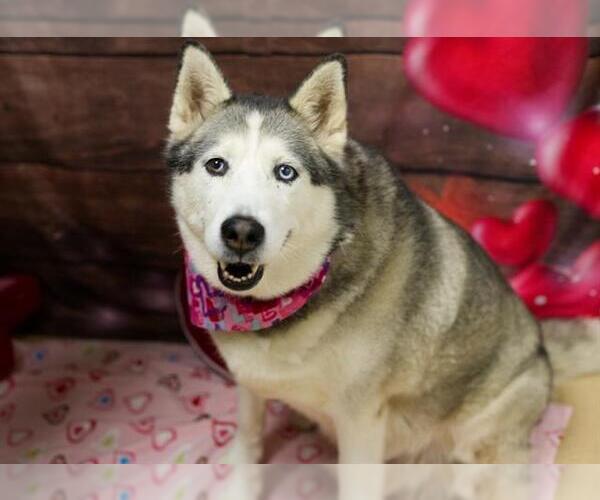 Medium Photo #2 Siberian Husky Puppy For Sale in Placerville, CA, USA
