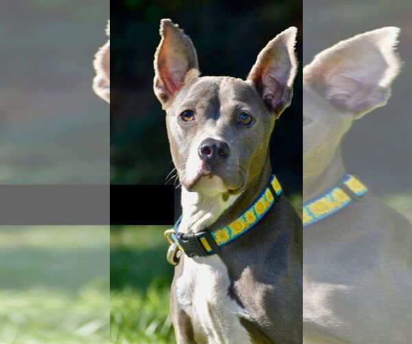 Medium Photo #49 Mutt Puppy For Sale in Mount Laurel, NJ, USA