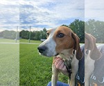 Small Photo #7 American Foxhound Puppy For Sale in Rustburg, VA, USA