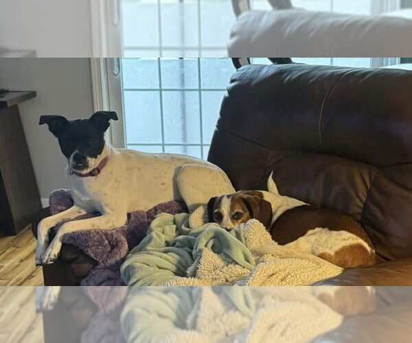Medium Photo #7 American Pit Bull Terrier-Unknown Mix Puppy For Sale in New York, NY, USA