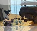 Small #6 American Pit Bull Terrier Mix