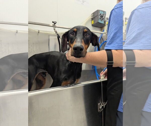 Medium Photo #4 Doberman Pinscher Puppy For Sale in Minneaoplis, MN, USA