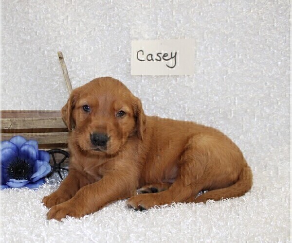 Medium Photo #7 Golden Retriever Puppy For Sale in STANLEY, WI, USA