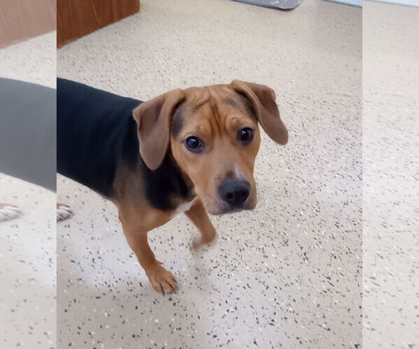 Medium Photo #2 Beagle-Unknown Mix Puppy For Sale in York, SC, USA