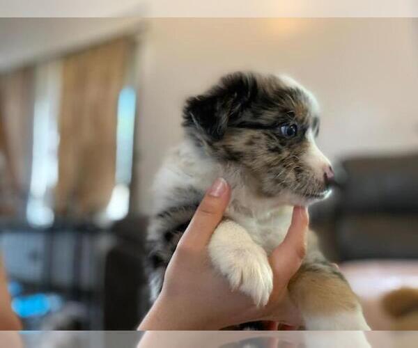 Medium Photo #6 Australian Shepherd Puppy For Sale in HANOVER PARK, IL, USA