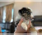 Small Photo #6 Australian Shepherd Puppy For Sale in HANOVER PARK, IL, USA
