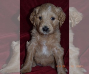 Goldendoodle Puppy for sale in CHULA VISTA, CA, USA