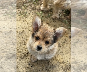 Yoranian Puppy for sale in GLOUCESTER, VA, USA