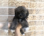 Puppy Puppy 2 Shih Tzu