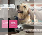 Small #13 Golden Retriever