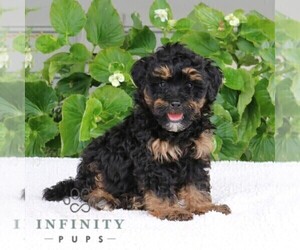 Bernedoodle (Miniature) Puppy for sale in NARVON, PA, USA