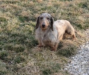 Father of the Dachshund puppies born on 01/27/2025