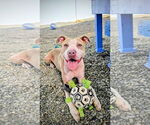 Small #1 American Pit Bull Terrier Mix