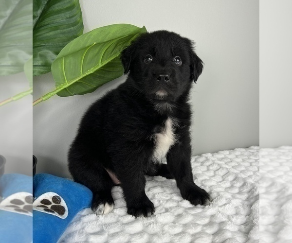 Medium Photo #1 Golden Retriever-Miniature American Shepherd Mix Puppy For Sale in FRANKLIN, IN, USA