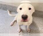 Small #1 Labrador Retriever
