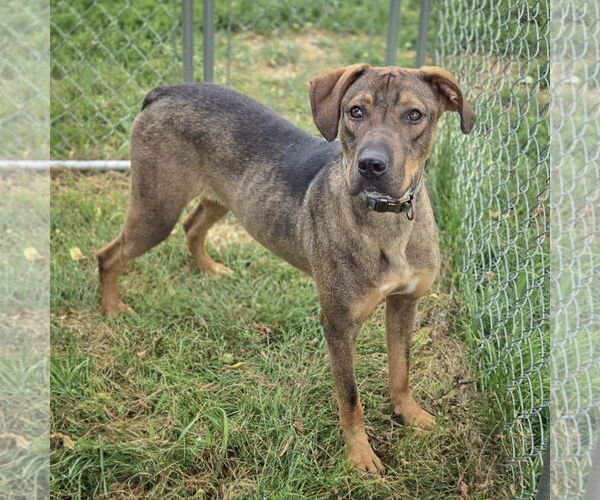 Medium Photo #2 German Shepherd Dog-Vizsla Mix Puppy For Sale in Huntley, IL, USA