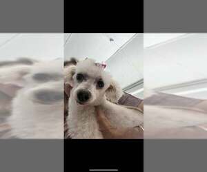 Poodle (Miniature) Dogs for adoption in Jackson Township, NJ, USA