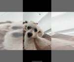 Small Poodle (Miniature)