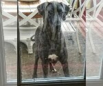 Small Photo #2 Great Dane Puppy For Sale in RAEFORD, NC, USA