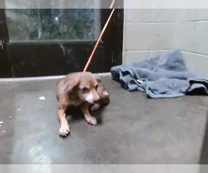 Chihuahua-Unknown Mix Dogs for adoption in Tulsa, OK, USA