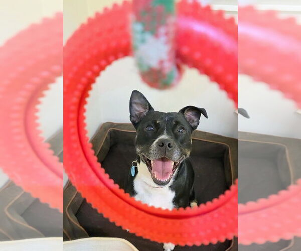 Medium Photo #7 Mutt Puppy For Sale in Rockaway, NJ, USA