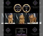 Puppy Tommy F1B Goldendoodle (Miniature)