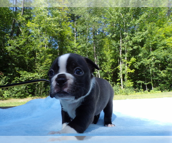 Medium Photo #1 Boston Terrier Puppy For Sale in MONROE, NH, USA