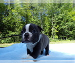 Puppy Puppy 2 Boston Terrier