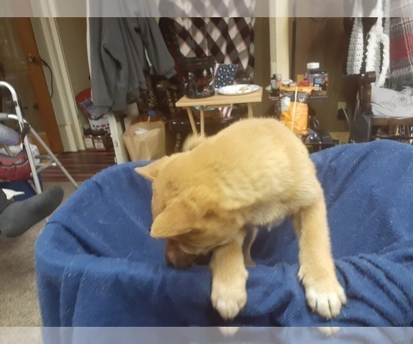 Medium Photo #4 Shiba Inu Puppy For Sale in CAMERON, MO, USA