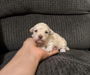 Poodle (Toy) Puppy for sale in JEFFERSONVILLE, IN, USA
