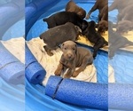 Small #16 Doberman Pinscher