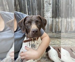 Mother of the German Shorthaired Pointer puppies born on 08/08/2025
