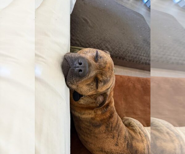 Medium Photo #3 Boxer-Unknown Mix Puppy For Sale in Jackson Township, NJ, USA