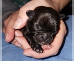 Small Photo #7 Buggs Puppy For Sale in WEST PLAINS, MO, USA