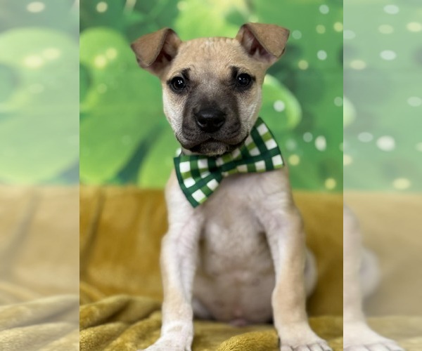 Medium Photo #3 Mutt Puppy For Sale in Plainfield, IL, USA