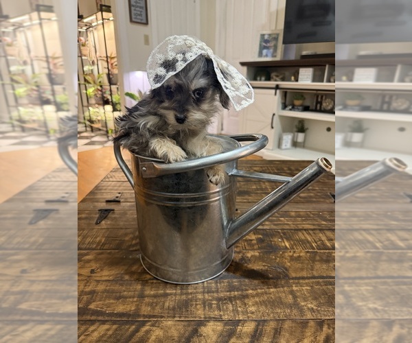 Medium Photo #12 Schnoodle (Miniature) Puppy For Sale in DINWIDDIE, VA, USA