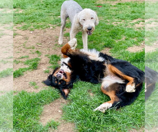 Medium Photo #18 Bernese Mountain Dog Puppy For Sale in Canton, CT, USA