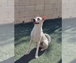 Small #4 Mutt