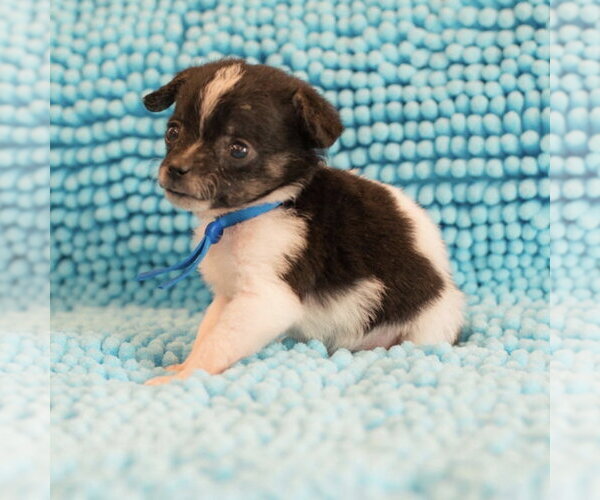 Medium Photo #2 Mutt Puppy For Sale in Spring Lake, NC, USA