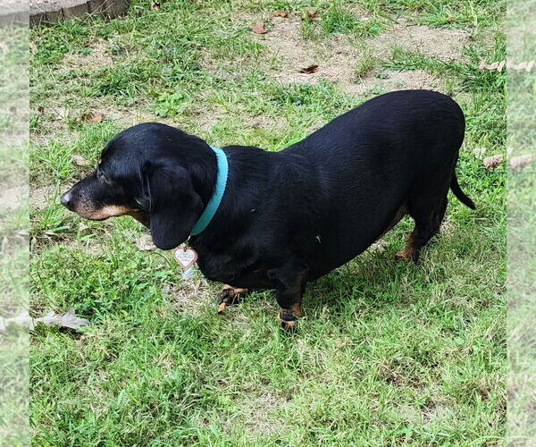Medium Photo #3 Dachshund Puppy For Sale in Shelbyville, TN, USA