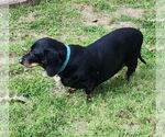 Small #2 Dachshund