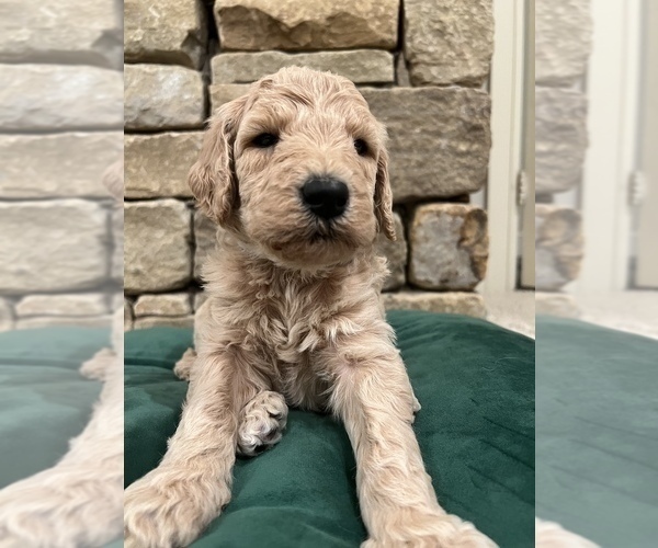 Medium Photo #5 Goldendoodle Puppy For Sale in EDMOND, OK, USA